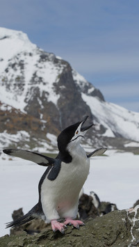 Cute penguin-01