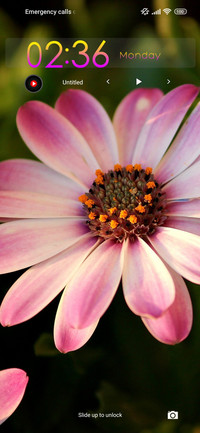 daisy soft
