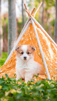 6 ways for dogs to admit mistakes 21
