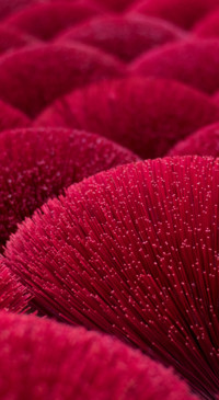 Rich Colors (11)