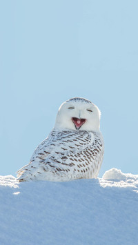Arctic queen snow owl