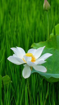 浓荫夏日长