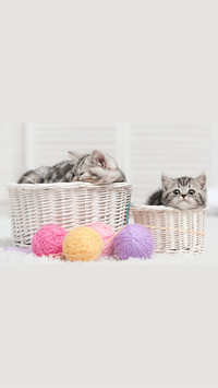 小奶猫-拍信图库