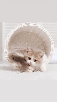 小奶猫-拍信图库