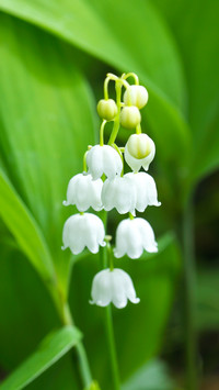 Lily of the valley flowers