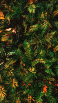 OGQ_plant (2)
