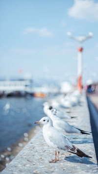 海鸥之殇