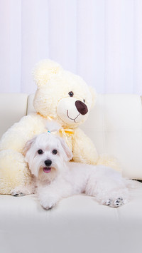 Maltese lying on a white sofa with a toy