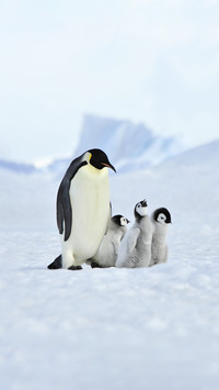 They are at risk of extinction