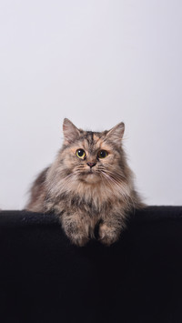 Indonesian cat on white background