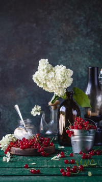 Hydrangea with the longest flowering period 9