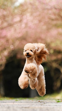 Unique preferences of dogs 1