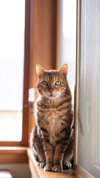 Bengal Mix Cat Relaxing on by Large Window