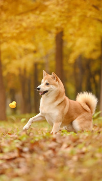 A shiba inu among the fallen leaves in autumn