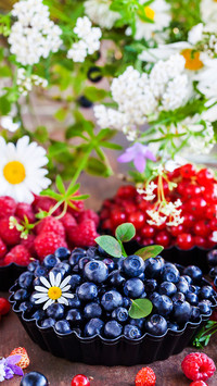 Delicious fruit-01