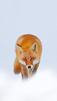 Red fox in white snow