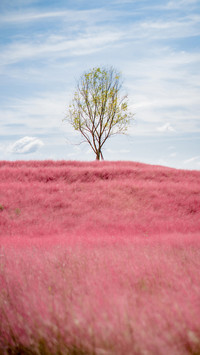 Shandong turned pink 98
