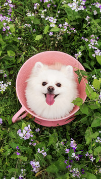 Pomeranian in the sea of flowers