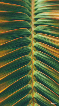 plant (8)