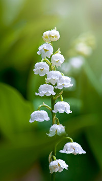 Flowers and raindrops