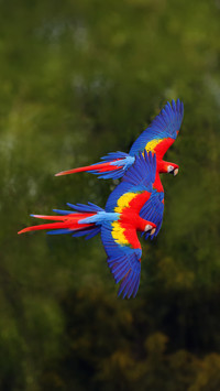 The Scarlet Macaw (Ara Macao) Flying through Forest