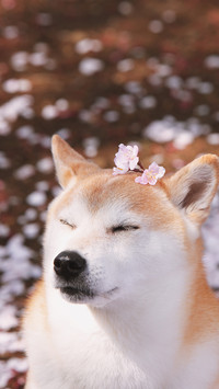 享受惬意时光的小柴犬