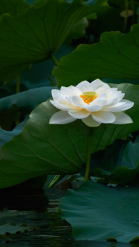 典雅而深沉的白莲花