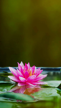 Blooming Flowers