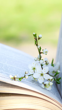 The branch of blossoming apple tree with green leaves