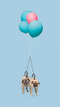 Dog doesnt like traction rope Why 50