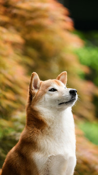 Firewood dog firewood dog firewood dog 15