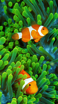 Clownfish and anemone