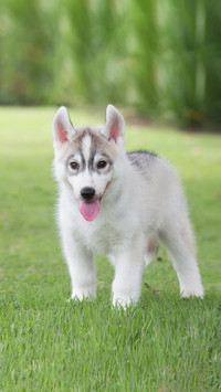 Dog233