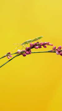 international_plant (2)