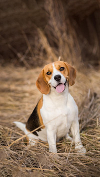 Dog141