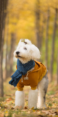 A guide to dog tours during national day