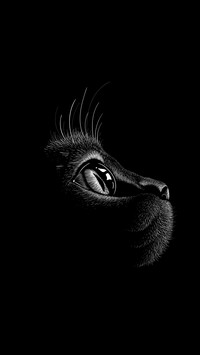 黑猫先生-拍信图库