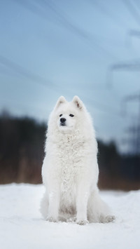 Cute Samoyed in Snow