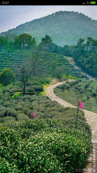 青山绿树