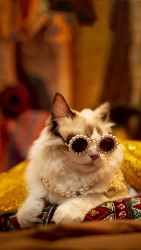 The unique cat culture of chinese people 2