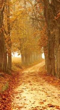 Beauty of Earth (20)