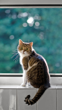 A Cat Standing on Window and Looking at Camera
