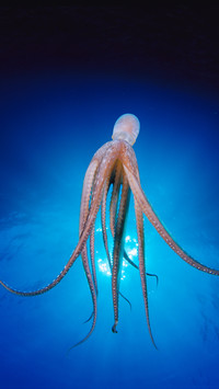 Wise men among invertebrates