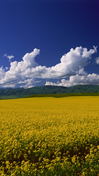 Mongolian grasslands