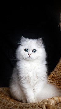 Do you like Persian cats 84