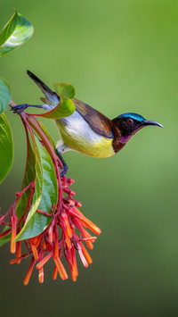 How to shoot birds 7