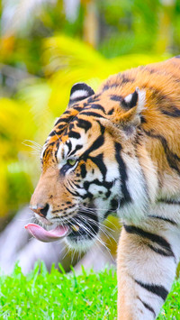 tiger (8)