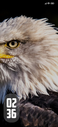 Eagle