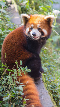 Cute animals-0