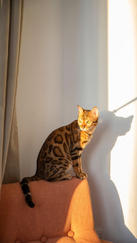 Bengal cat sits in a bedroom room in the sun